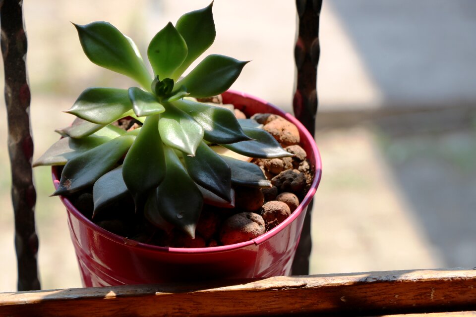 Nature natural window