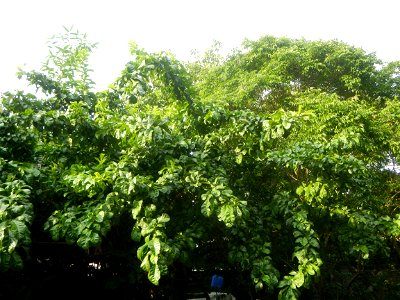 Aven's Nature Farm Artemio G. Veneracion President of ARaMP, Inc. in Barangays Santa Barbara, 14°56'21"N 120°53'25"E Baliuag, Bulacan, Bulacan (Note: Judge Florentino Floro, the owner, to repeat, Dono