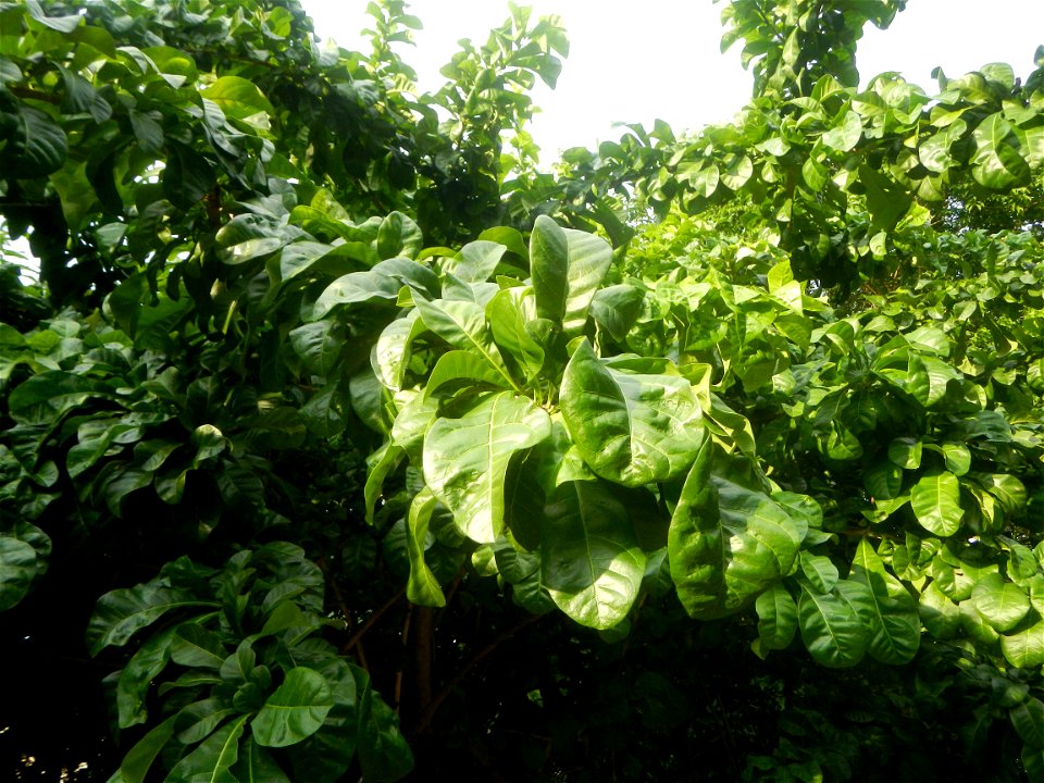 Aven's Nature Farm Artemio G. Veneracion President of ARaMP, Inc. in Barangays Santa Barbara, 14°56'21"N 120°53'25"E Baliuag, Bulacan, Bulacan (Note: Judge Florentino Floro, the owner, to repeat, Dono