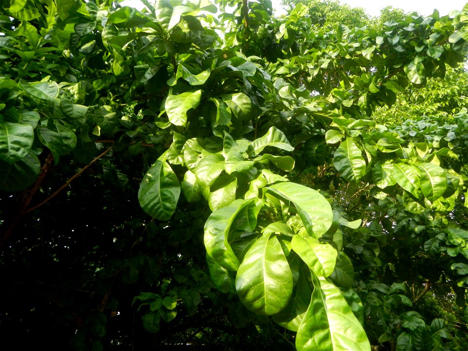 Aven's Nature Farm Artemio G. Veneracion President of ARaMP, Inc. in Barangays Santa Barbara, 14°56'21"N 120°53'25"E Baliuag, Bulacan, Bulacan (Note: Judge Florentino Floro, the owner, to repeat, Dono