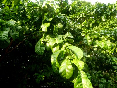 Aven's Nature Farm Artemio G. Veneracion President of ARaMP, Inc. in Barangays Santa Barbara, 14°56'21"N 120°53'25"E Baliuag, Bulacan, Bulacan (Note: Judge Florentino Floro, the owner, to repeat, Dono