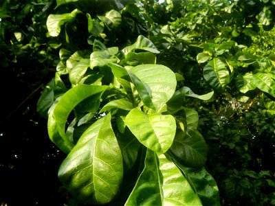 Aven's Nature Farm Artemio G. Veneracion President of ARaMP, Inc. in Barangays Santa Barbara, 14°56'21"N 120°53'25"E Baliuag, Bulacan, Bulacan (Note: Judge Florentino Floro, the owner, to repeat, Dono
