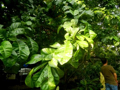 Aven's Nature Farm Artemio G. Veneracion President of ARaMP, Inc. in Barangays Santa Barbara, 14°56'21"N 120°53'25"E Baliuag, Bulacan, Bulacan (Note: Judge Florentino Floro, the owner, to repeat, Dono