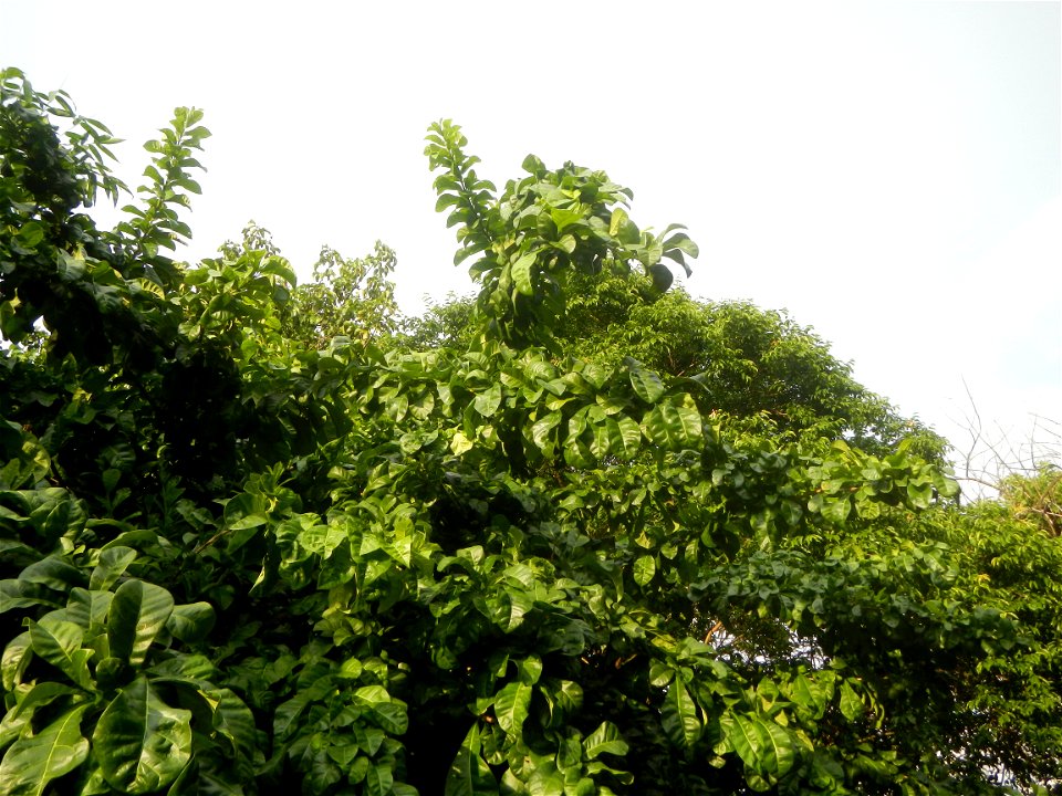 Aven's Nature Farm Artemio G. Veneracion President of ARaMP, Inc. in Barangays Santa Barbara, 14°56'21"N 120°53'25"E Baliuag, Bulacan, Bulacan (Note: Judge Florentino Floro, the owner, to repeat, Dono