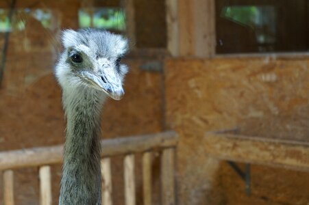 Poultry animal zoo