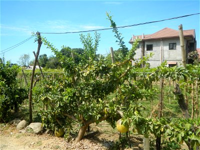 Grape farms in Caba, La Union Grape farms in La Union Caba National Highway Miracle fruit tree Urayong, Caba, La Union Bautista, Caba, La Union Caba Memorial Park Caba Cemetery, La Union Filipino Asse