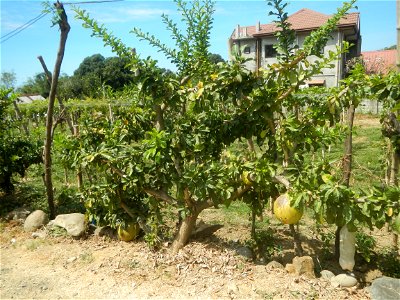 Grape farms in Caba, La Union Grape farms in La Union Caba National Highway Miracle fruit tree Urayong, Caba, La Union Bautista, Caba, La Union Caba Memorial Park Caba Cemetery, La Union Filipino Asse