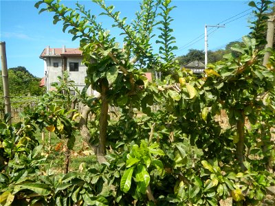 Grape farms in Caba, La Union Grape farms in La Union Caba National Highway Miracle fruit tree Urayong, Caba, La Union Bautista, Caba, La Union Caba Memorial Park Caba Cemetery, La Union Filipino Asse
