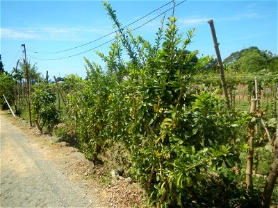 Grape farms in Caba, La Union Grape farms in La Union Caba National Highway Miracle fruit tree Urayong, Caba, La Union Bautista, Caba, La Union Caba Memorial Park Caba Cemetery, La Union Filipino Asse