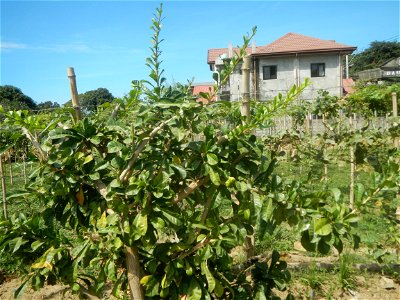 Grape farms in Caba, La Union Grape farms in La Union Caba National Highway Miracle fruit tree Urayong, Caba, La Union Bautista, Caba, La Union Caba Memorial Park Caba Cemetery, La Union Filipino Asse