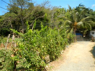 Grape farms in Caba, La Union Grape farms in La Union Caba National Highway Miracle fruit tree Urayong, Caba, La Union Bautista, Caba, La Union Caba Memorial Park Caba Cemetery, La Union Filipino Asse