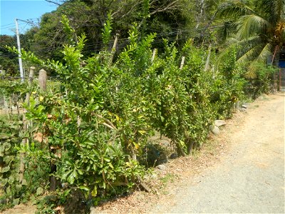 Grape farms in Caba, La Union Grape farms in La Union Caba National Highway Miracle fruit tree Urayong, Caba, La Union Bautista, Caba, La Union Caba Memorial Park Caba Cemetery, La Union Filipino Asse