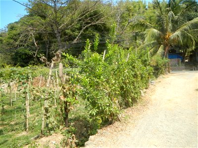 Grape farms in Caba, La Union Grape farms in La Union Caba National Highway Miracle fruit tree Urayong, Caba, La Union Bautista, Caba, La Union Caba Memorial Park Caba Cemetery, La Union Filipino Asse