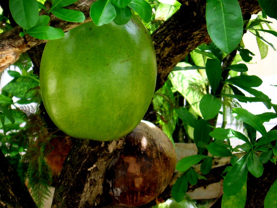 Crescentia cujete is a brazilian tree also known as "calabaça" or "árvore da cuia" (bowl tree). Usually not distinguished from "cabaça" (Lagenaria siceraria).