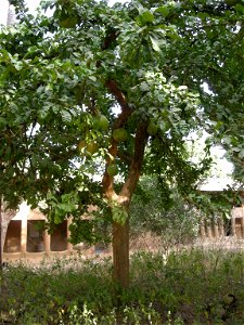 Calebassier à Mlomp (Casamance, Sénégal), à l'arrière d'une case à étages