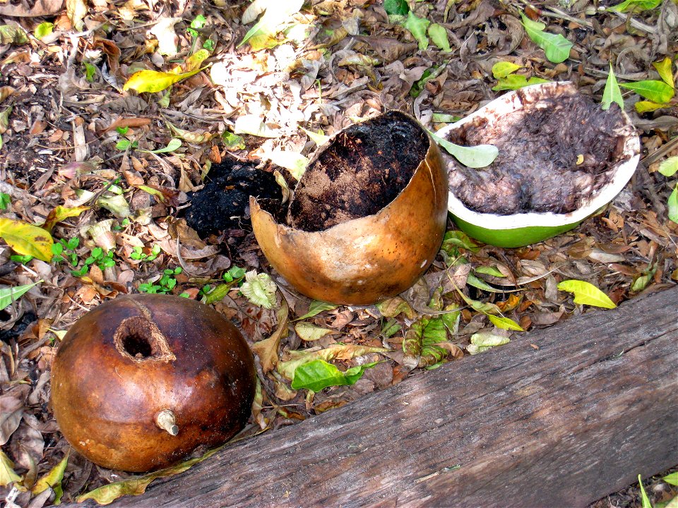 Crescentia cujete - The Kampong, Coconut Grove, Florida, USA.