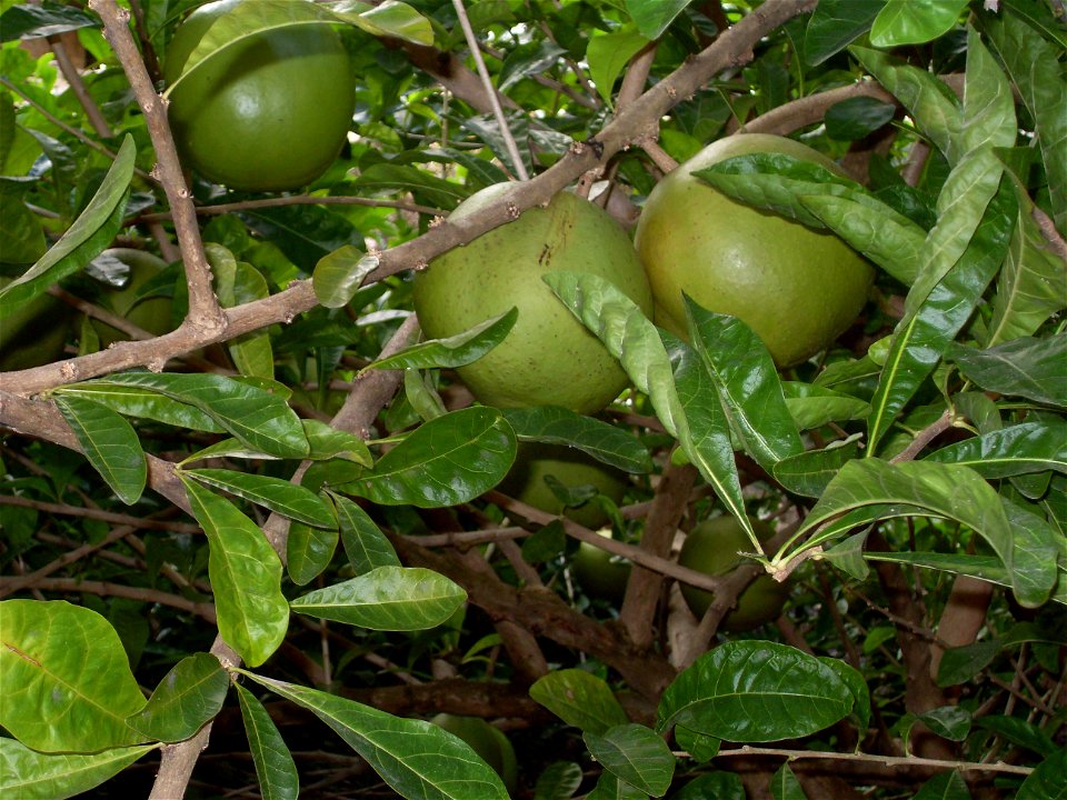 Una planta desconocida de Mexico