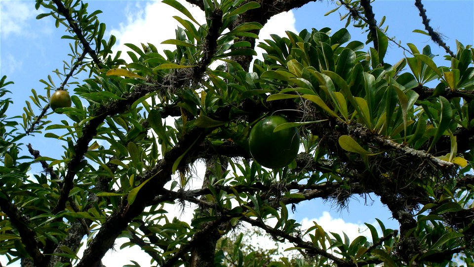 Crescentia cujete, a tree from the Intertropical Zone