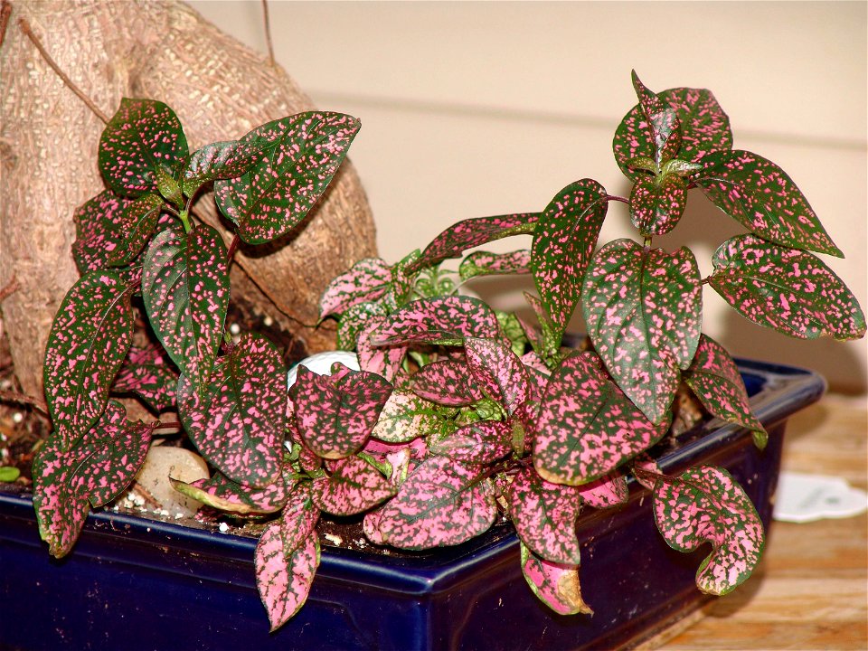 Hypoestes Phyllostachya. Photo taken by IP Singh.