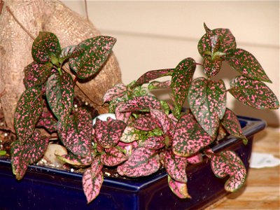 Hypoestes Phyllostachya. Photo taken by IP Singh.