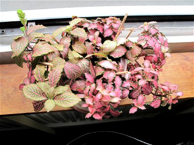 Overview of Fittonia verschaffeltii.