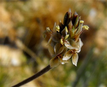 Plantago ovata in Anza Borrego Desert State Park, California, USA.