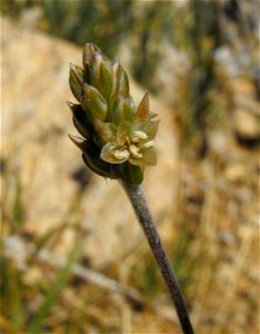 Plantago ovata in Anza Borrego Desert State Park, California, USA.