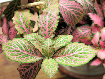 Leaves of Fittonia verschaffeltii.