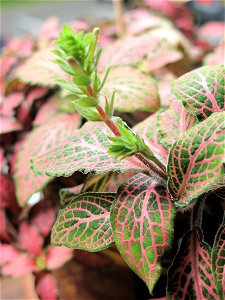 Flower of Fittonia verschaffeltii.