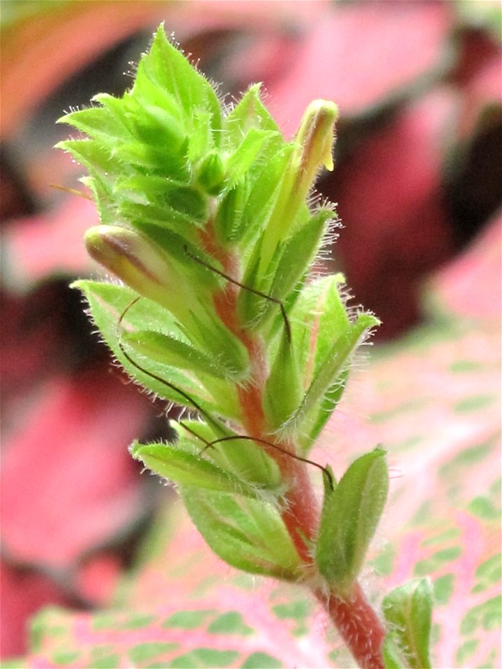 Close-up of a flower of Fittonia verschaffeltii.