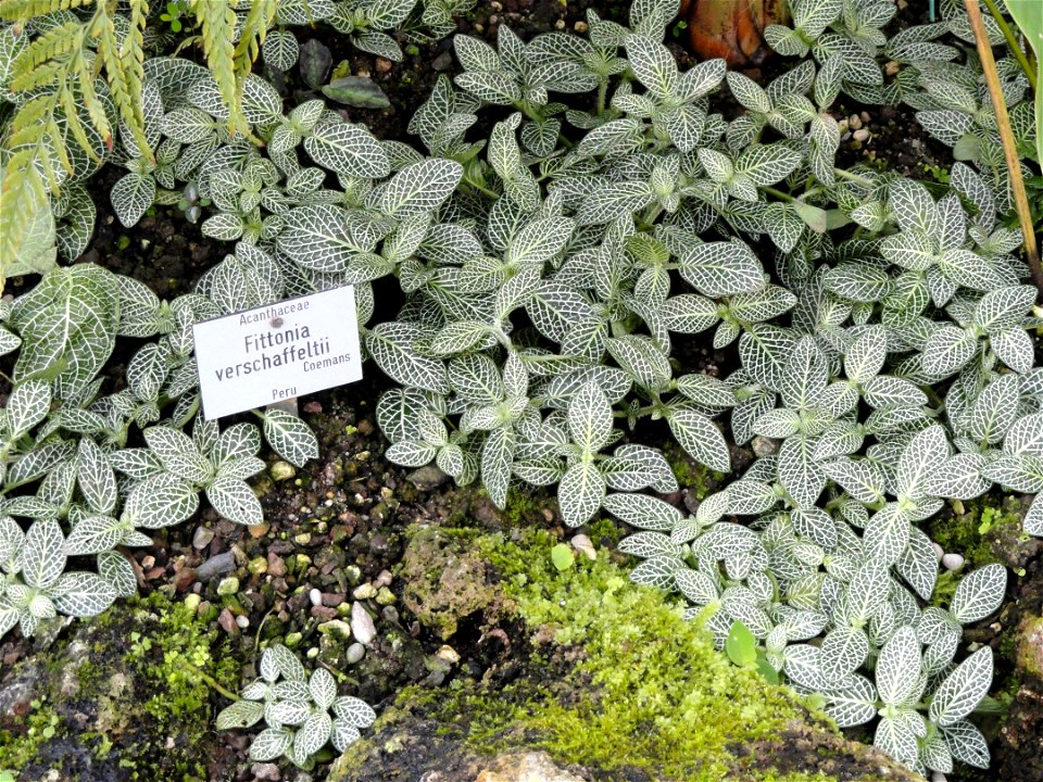 Fittonia verschaffeltii specimen in the Botanischer Garten München-Nymphenburg, Munich, Germany.