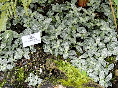 Fittonia verschaffeltii specimen in the Botanischer Garten München-Nymphenburg, Munich, Germany.