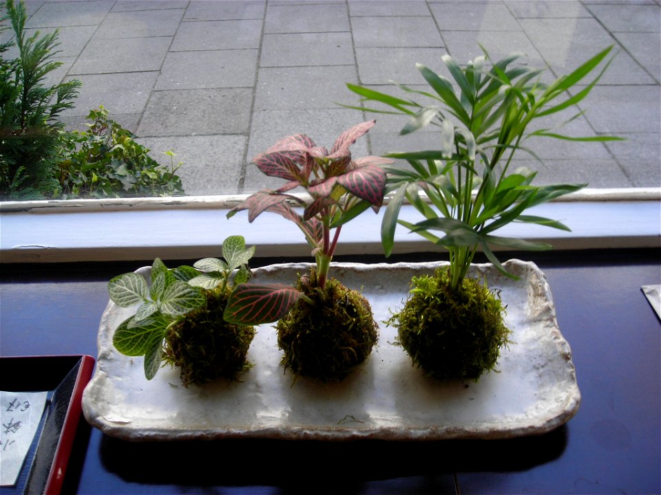 Ko Kay Da Ma, also known as Kokedama (sample).