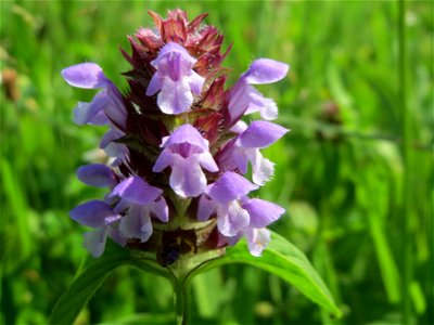 Kleine Braunelle (Prunella vulgaris) im Neuenheimer Feld in Heidelberg