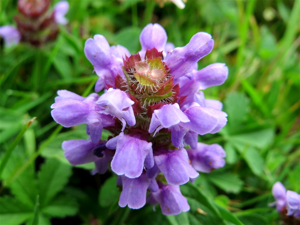 Kleine Braunelle (Prunella vulgaris) am Staden in Saarbrücken