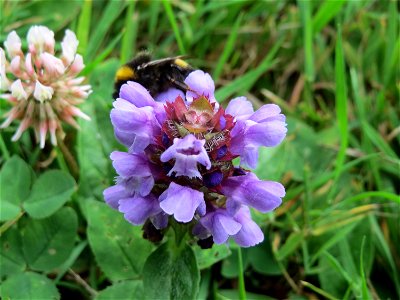 Kleine Braunelle (Prunella vulgaris) am Staden in Saarbrücken photo