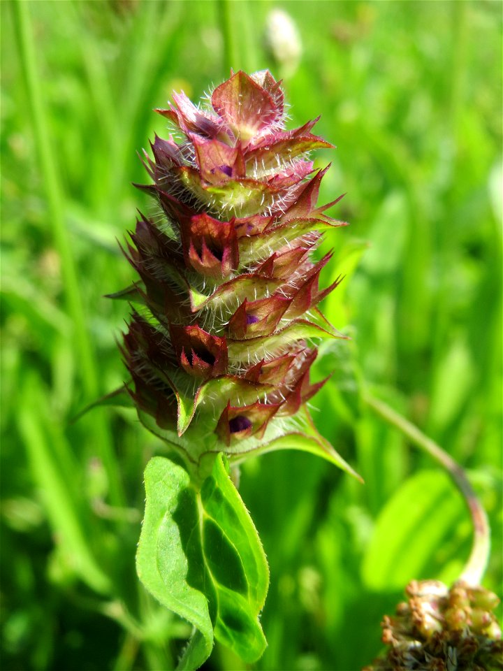 Kleine Braunelle (Prunella vulgaris) im Neuenheimer Feld in Heidelberg