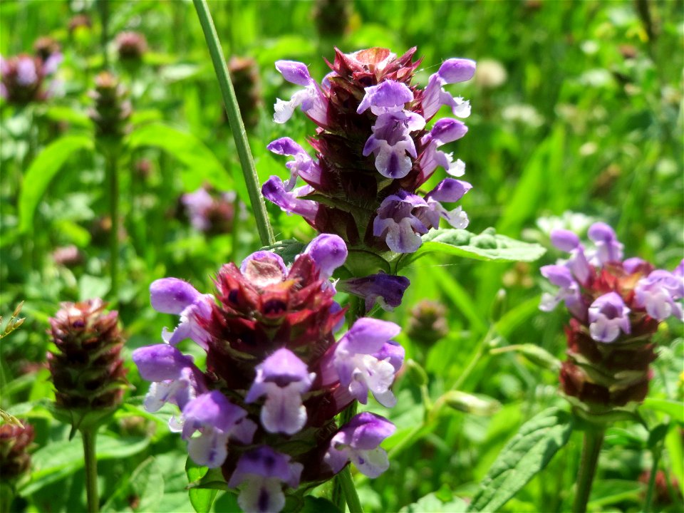 Kleine Braunelle (Prunella vulgaris) im Neuenheimer Feld in Heidelberg