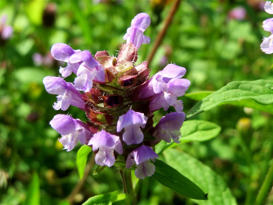 Kleine Braunelle (Prunella vulgaris) im Neuenheimer Feld in Heidelberg