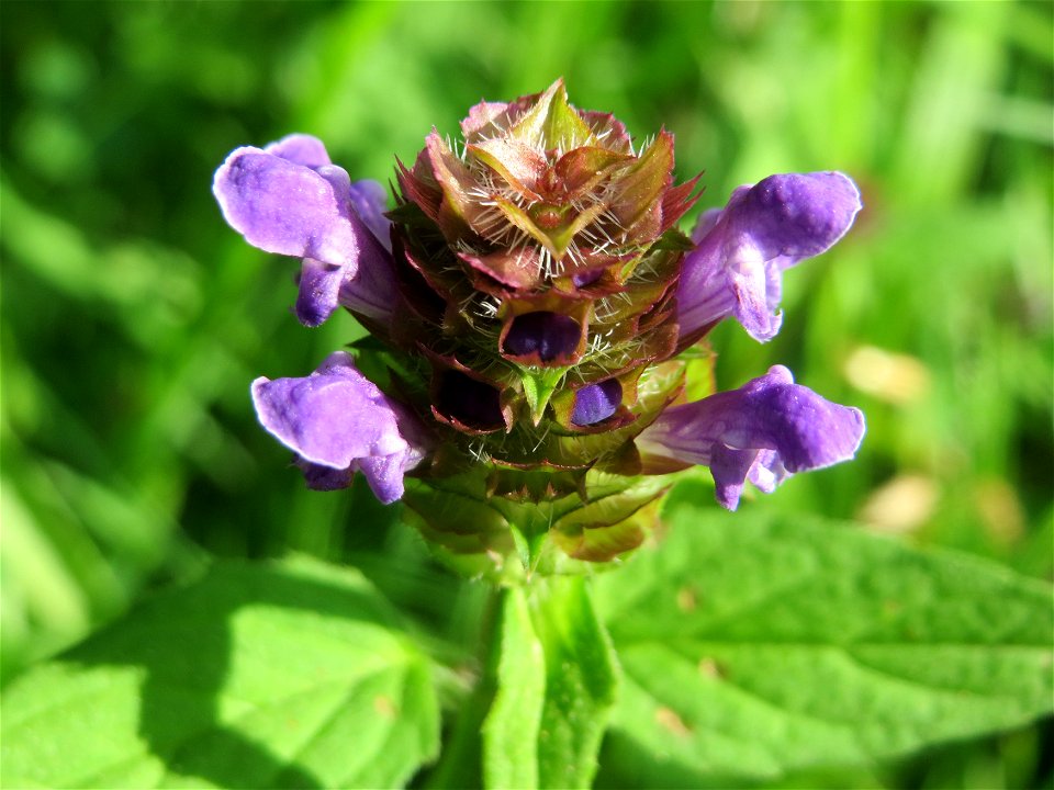 Kleine Braunelle (Prunella vulgaris) im Schwetzinger Hardt