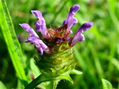 Kleine Braunelle (Prunella vulgaris) im Schwetzinger Hardt