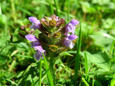 Kleine Braunelle (Prunella vulgaris) am Staden in Saarbrücken photo