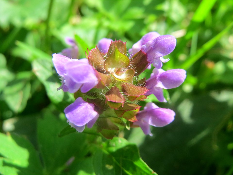 Kleine Braunelle (Prunella vulgaris) am Staden in Saarbrücken