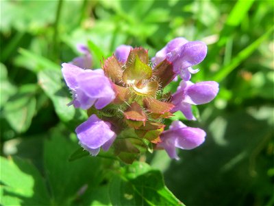 Kleine Braunelle (Prunella vulgaris) am Staden in Saarbrücken