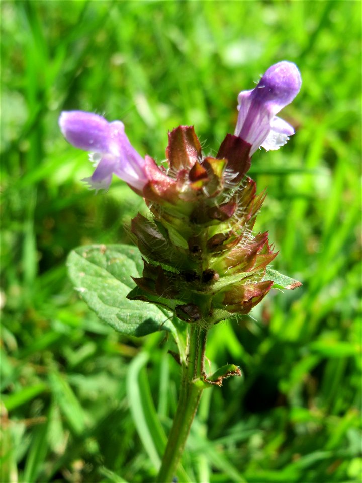 Kleine Braunelle (Prunella vulgaris) am Staden in Saarbrücken