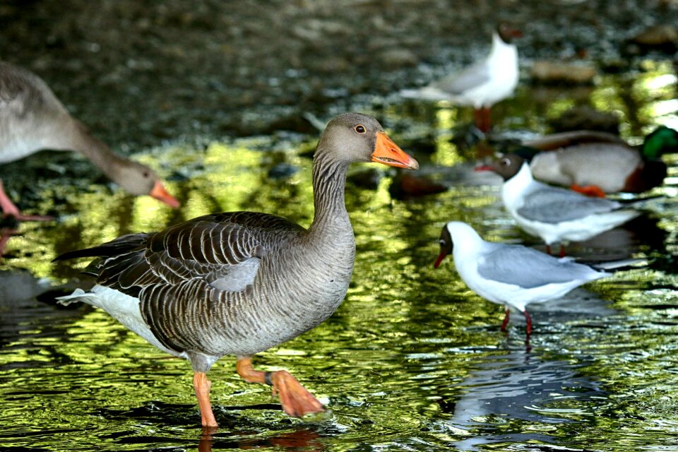 And bird water
