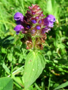 Kleine Braunelle (Prunella vulgaris) in Sankt Arnual photo