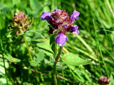 Kleine Braunelle (Prunella vulgaris) in Sankt Arnual