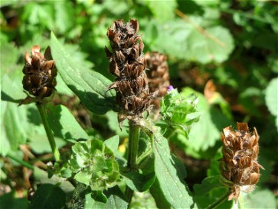 Kleine Braunelle (Prunella vulgaris) im Schwetzinger Hardt