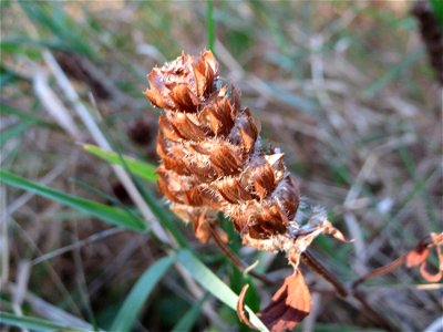 Kleine Braunelle (Prunella vulgaris) auf einer Rodungsfläche zwischen B36 und L722 im Schwetzinger Hardt